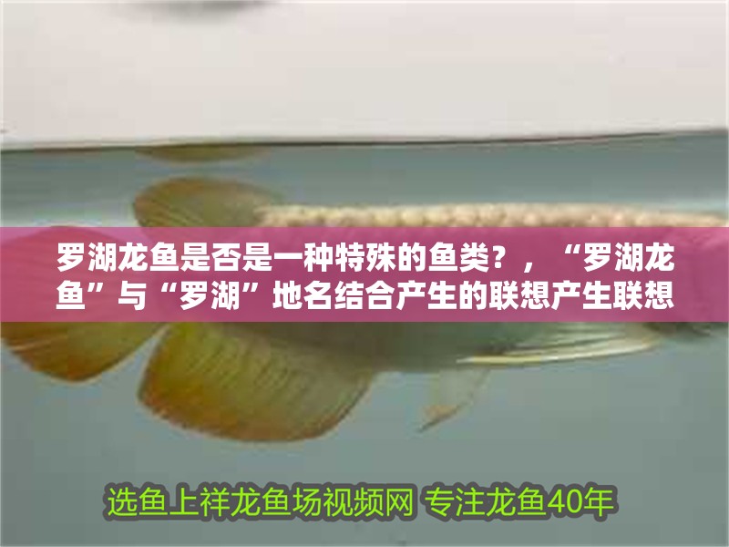 羅湖龍魚是否是一種特殊的魚類？，“羅湖龍魚”與“羅湖”地名結合產生的聯想產生聯想