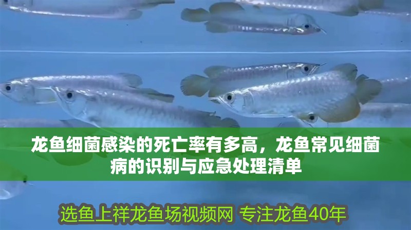 龍魚(yú)細(xì)菌感染的死亡率有多高，龍魚(yú)常見(jiàn)細(xì)菌病的識(shí)別與應(yīng)急處理清單
