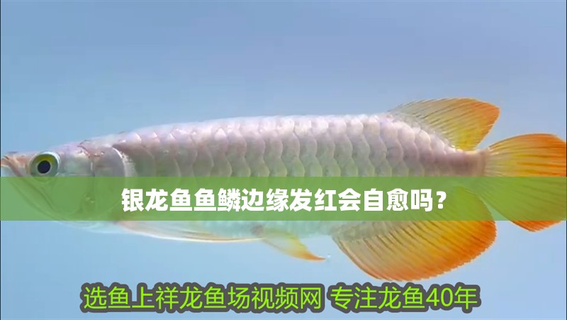 銀龍魚魚鱗邊緣發紅會自愈嗎？