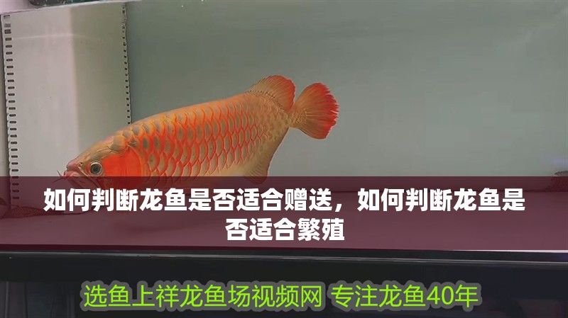 如何判斷龍魚是否適合贈送，如何判斷龍魚是否適合繁殖