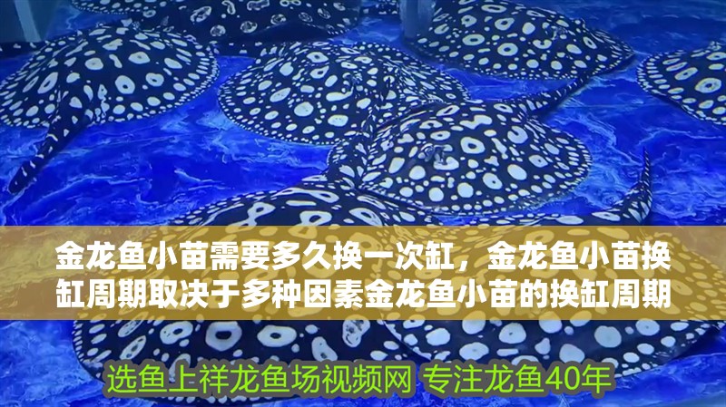 金龍魚小苗需要多久換一次缸，金龍魚小苗換缸周期取決于多種因素金龍魚小苗的換缸周期
