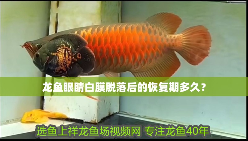 龍魚眼睛白膜脫落后的恢復(fù)期多久？