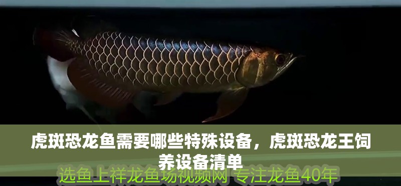 虎斑恐龍魚需要哪些特殊設備，虎斑恐龍王飼養設備清單