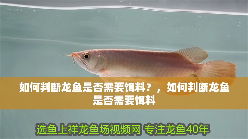 如何判斷龍魚是否需要餌料？，如何判斷龍魚是否需要餌料
