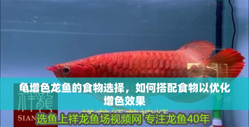 龜增色龍魚的食物選擇，如何搭配食物以優(yōu)化增色效果