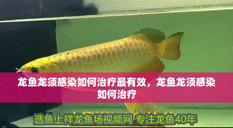 龍魚龍須感染如何治療最有效，龍魚龍須感染如何治療