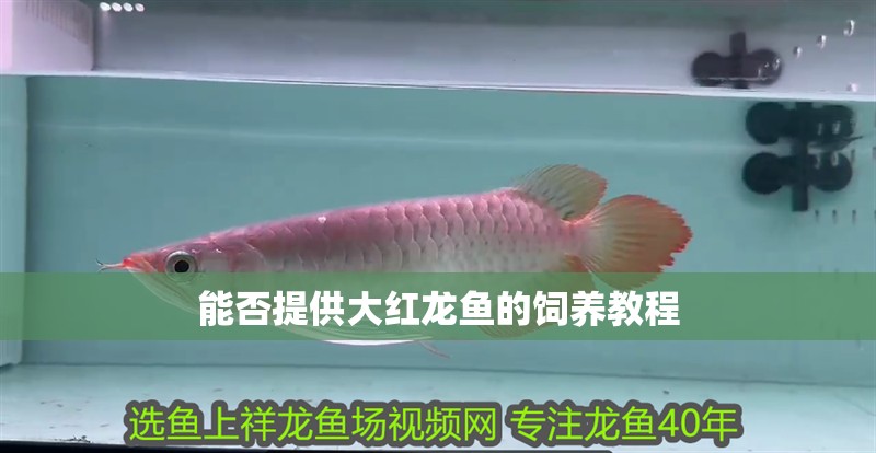 能否提供大紅龍魚(yú)的飼養(yǎng)教程