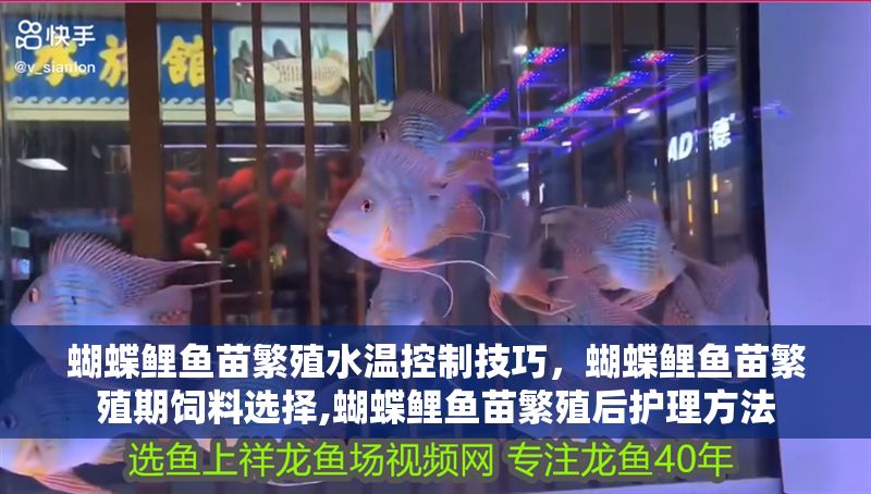 蝴蝶鯉魚苗繁殖水溫控制技巧，蝴蝶鯉魚苗繁殖期飼料選擇,蝴蝶鯉魚苗繁殖后護理方法