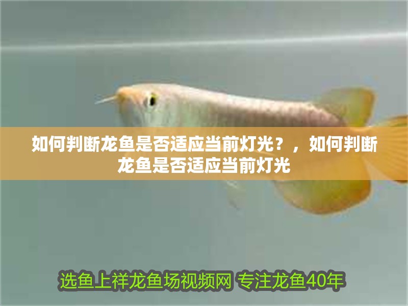 如何判斷龍魚是否適應當前燈光？，如何判斷龍魚是否適應當前燈光