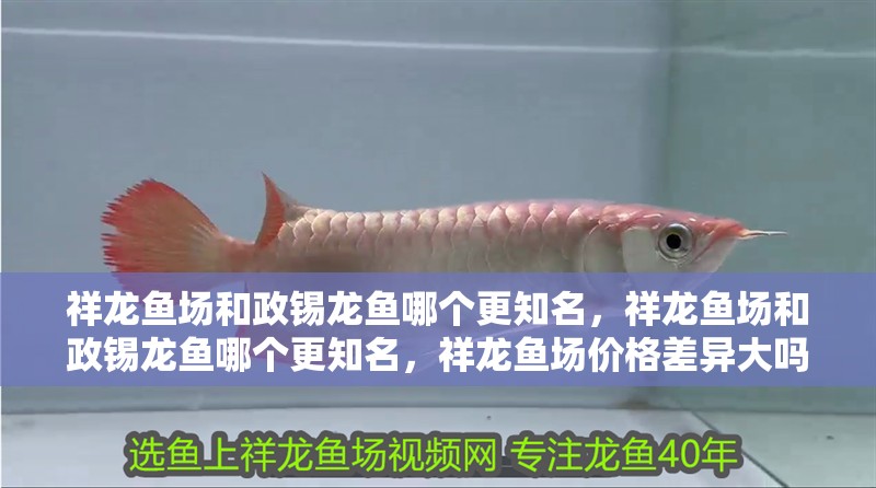 祥龍魚場和政錫龍魚哪個更知名，祥龍魚場和政錫龍魚哪個更知名，祥龍魚場價格差異大嗎