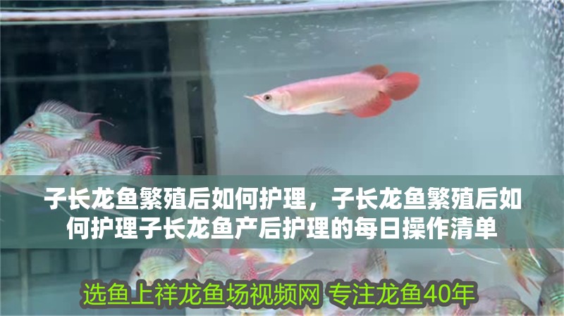 子長龍魚繁殖后如何護理，子長龍魚繁殖后如何護理子長龍魚產后護理的每日操作清單