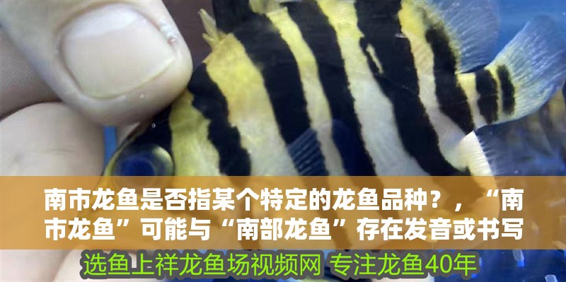 南市龍魚是否指某個特定的龍魚品種？，“南市龍魚”可能與“南部龍魚”存在發音或書寫上的混淆