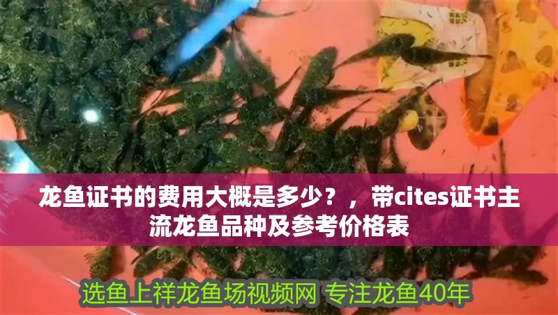 龍魚證書的費用大概是多少？，帶cites證書主流龍魚品種及參考價格表