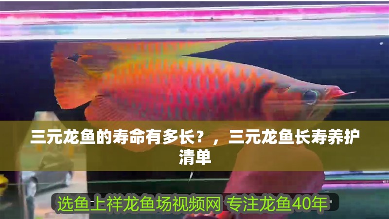 三元龍魚的壽命有多長？，三元龍魚長壽養護清單