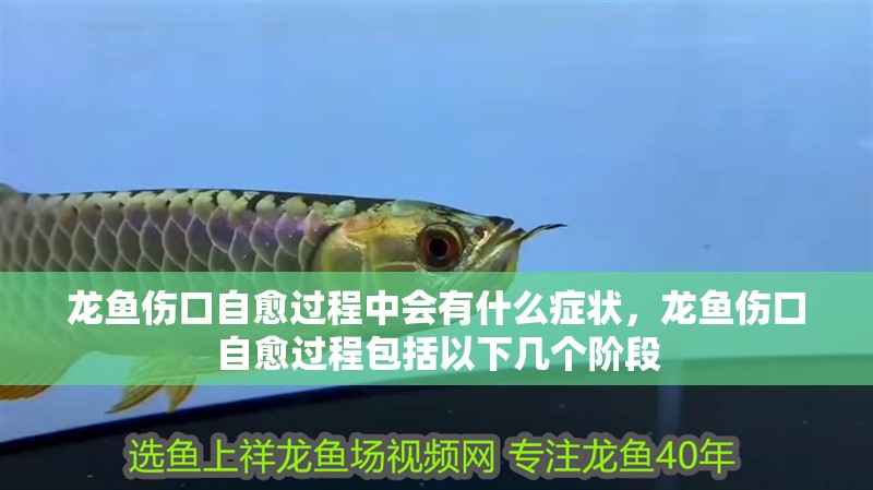 龍魚傷口自愈過程中會有什么癥狀，龍魚傷口自愈過程包括以下幾個階段