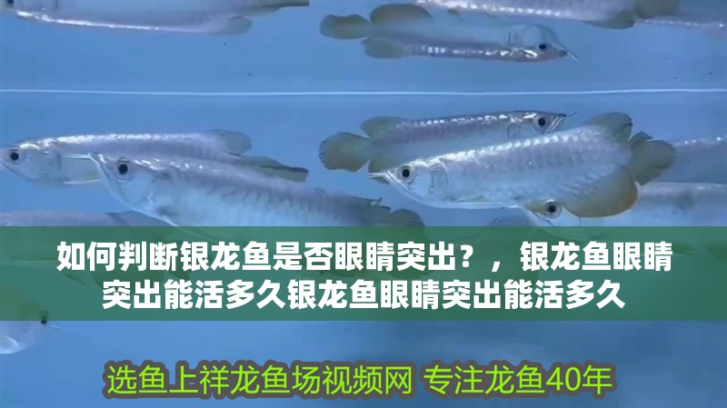 如何判斷銀龍魚是否眼睛突出？，銀龍魚眼睛突出能活多久銀龍魚眼睛突出能活多久