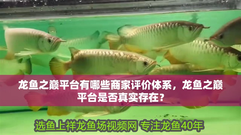 龍魚之巔平臺有哪些商家評價體系，龍魚之巔平臺是否真實存在？