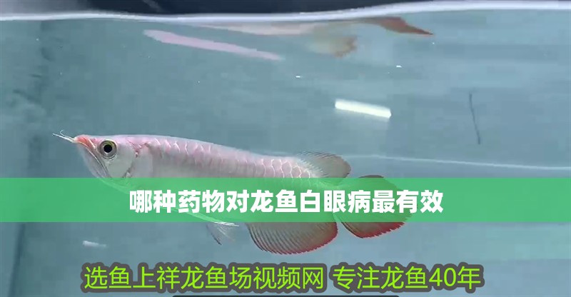 哪種藥物對龍魚白眼病最有效