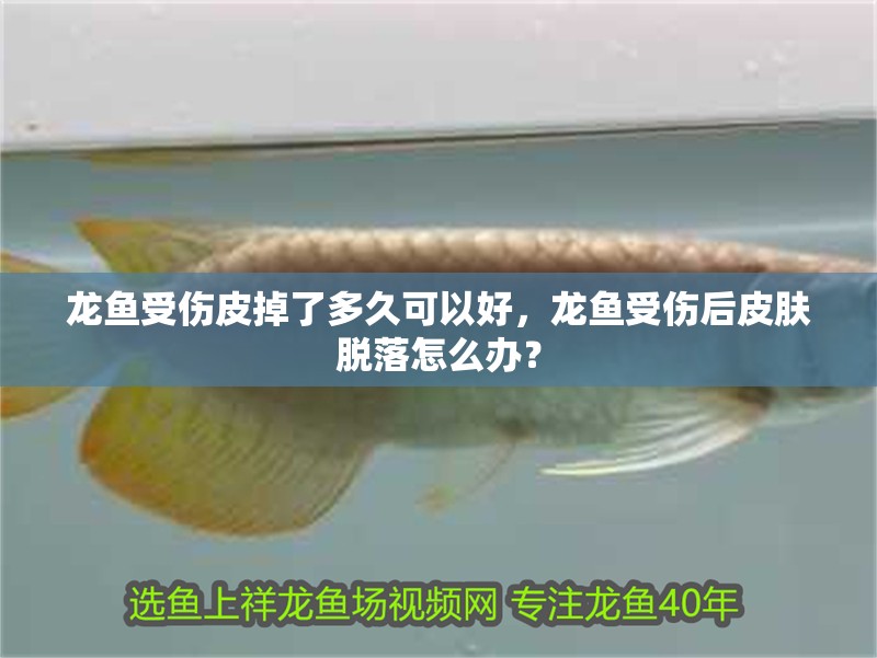 龍魚受傷皮掉了多久可以好，龍魚受傷后皮膚脫落怎么辦？