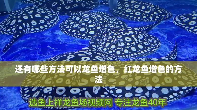 還有哪些方法可以龍魚(yú)增色，紅龍魚(yú)增色的方法 還有哪些方法可以龍魚(yú)增色，紅龍魚(yú)增色的方法 龍魚(yú)百科