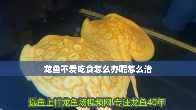 龍魚不愛吃食怎么辦呢怎么治