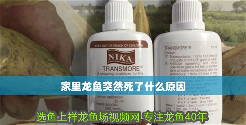 家里龍魚突然死了什么原因