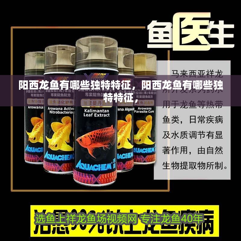 陽西龍魚有哪些獨特特征，陽西龍魚有哪些獨特特征，