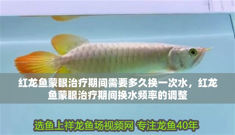 紅龍魚蒙眼治療期間需要多久換一次水，紅龍魚蒙眼治療期間換水頻率的調(diào)整