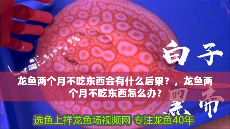龍魚兩個月不吃東西會有什么后果？，龍魚兩個月不吃東西怎么辦？