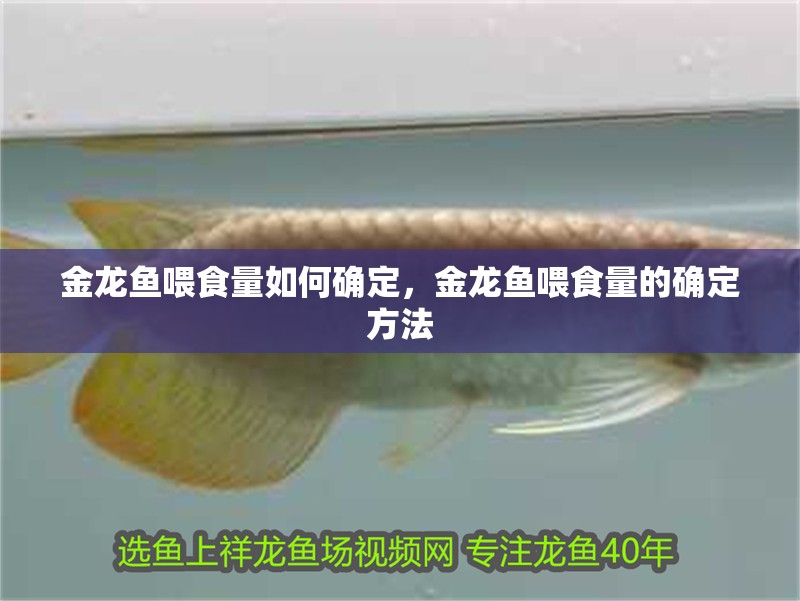 金龍魚(yú)喂食量如何確定，金龍魚(yú)喂食量的確定方法