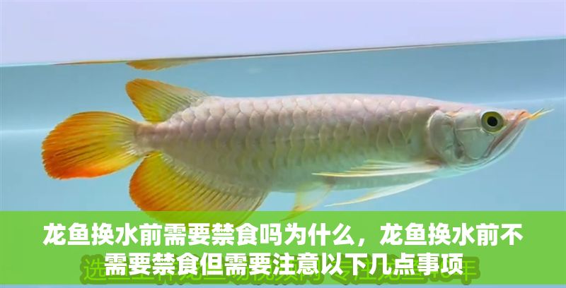 龍魚換水前需要禁食嗎為什么，龍魚換水前不需要禁食但需要注意以下幾點(diǎn)事項
