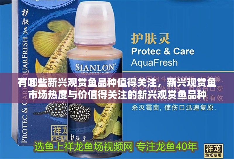 有哪些新興觀賞魚品種值得關注，新興觀賞魚市場熱度與價值得關注的新興觀賞魚品種