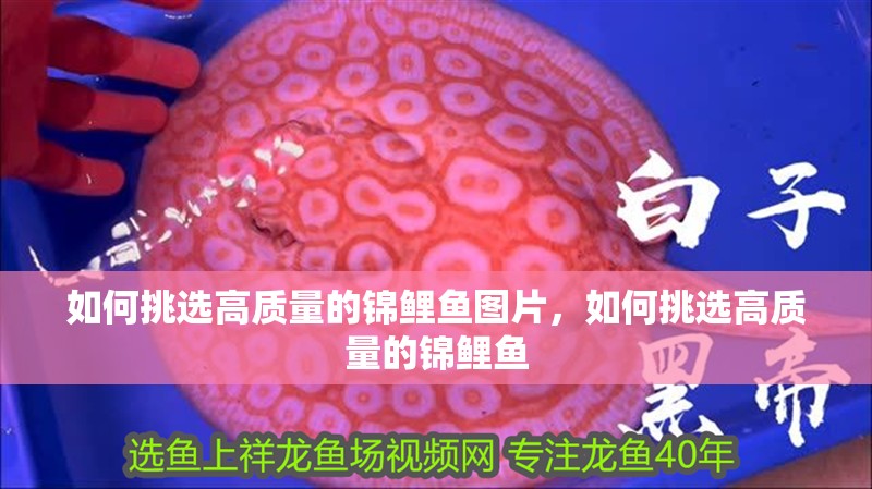 如何挑選高質量的錦鯉魚圖片，如何挑選高質量的錦鯉魚