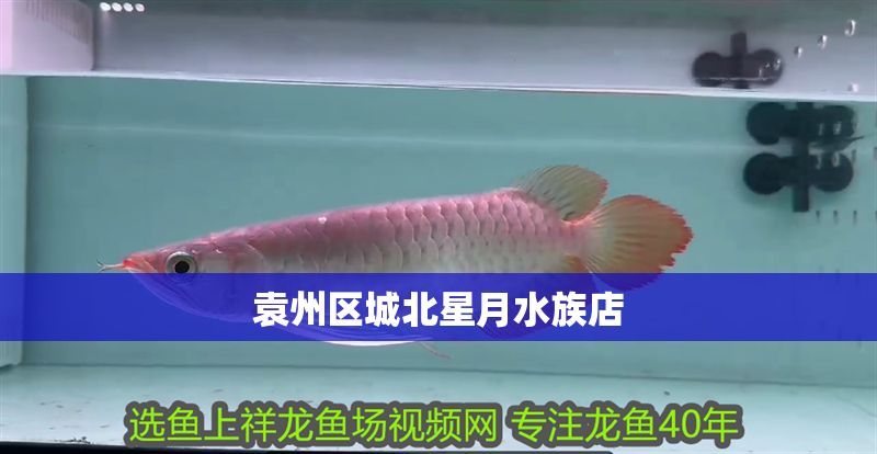袁州區(qū)城北星月水族店