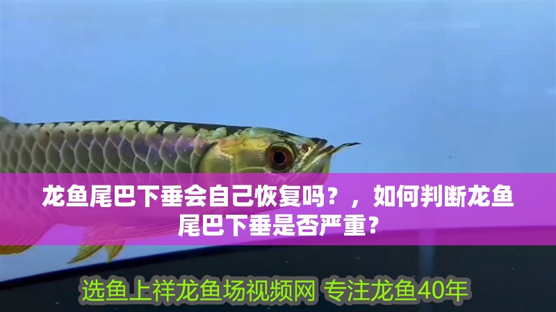 龍魚尾巴下垂會自己恢復嗎？，如何判斷龍魚尾巴下垂是否嚴重？