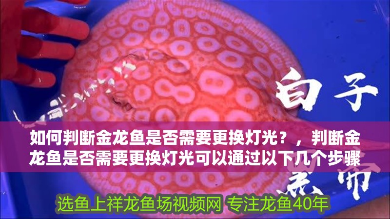 如何判斷金龍魚是否需要更換燈光？，判斷金龍魚是否需要更換燈光可以通過以下幾個步驟來進行