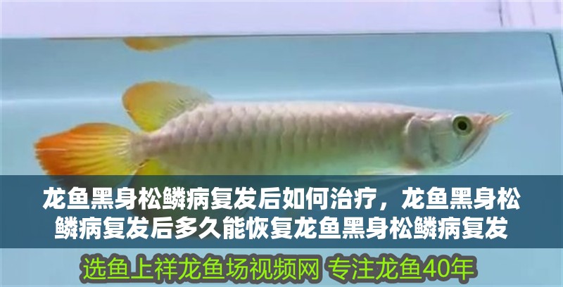 龍魚黑身松鱗病復發后如何治療，龍魚黑身松鱗病復發后多久能恢復龍魚黑身松鱗病復發