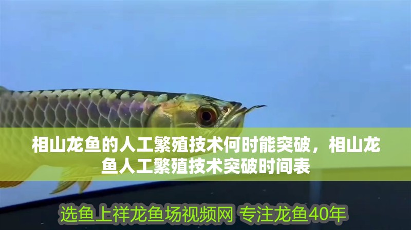 相山龍魚的人工繁殖技術何時能突破，相山龍魚人工繁殖技術突破時間表