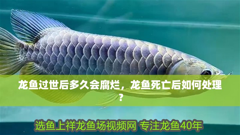 龍魚過世后多久會腐爛，龍魚死亡后如何處理？
