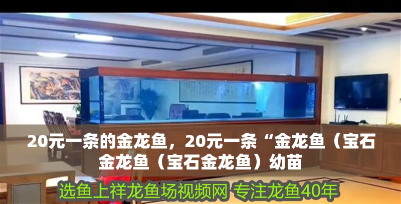 20元一條的金龍魚，20元一條“金龍魚（寶石金龍魚（寶石金龍魚）幼苗