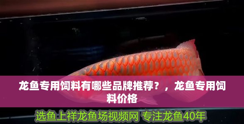 龍魚專用飼料有哪些品牌推薦？，龍魚專用飼料價格