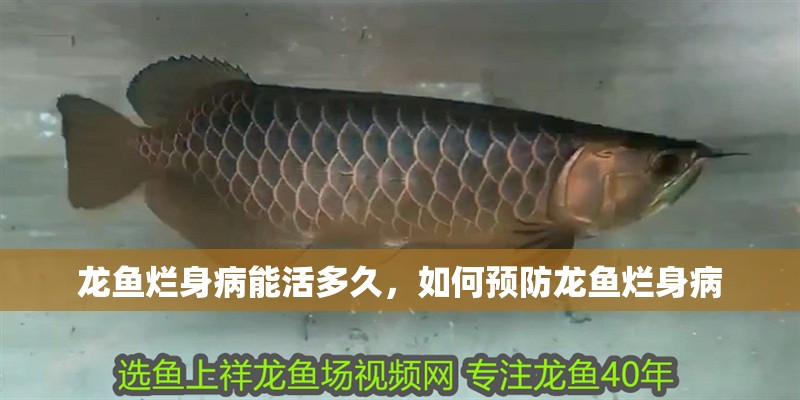 龍魚爛身病能活多久，如何預(yù)防龍魚爛身病