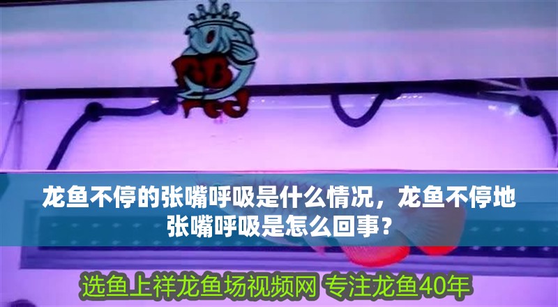 龍魚不停的張嘴呼吸是什么情況，龍魚不停地張嘴呼吸是怎么回事？