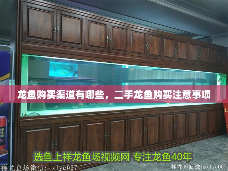 龍魚購買渠道有哪些，二手龍魚購買注意事項