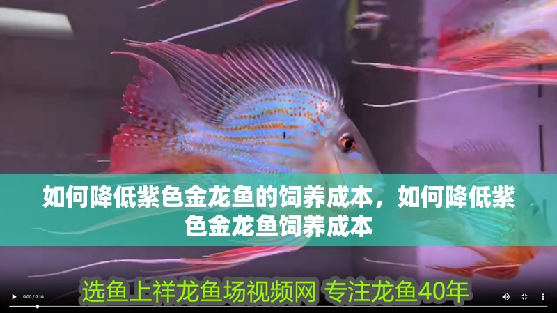 如何降低紫色金龍魚的飼養成本，如何降低紫色金龍魚飼養成本