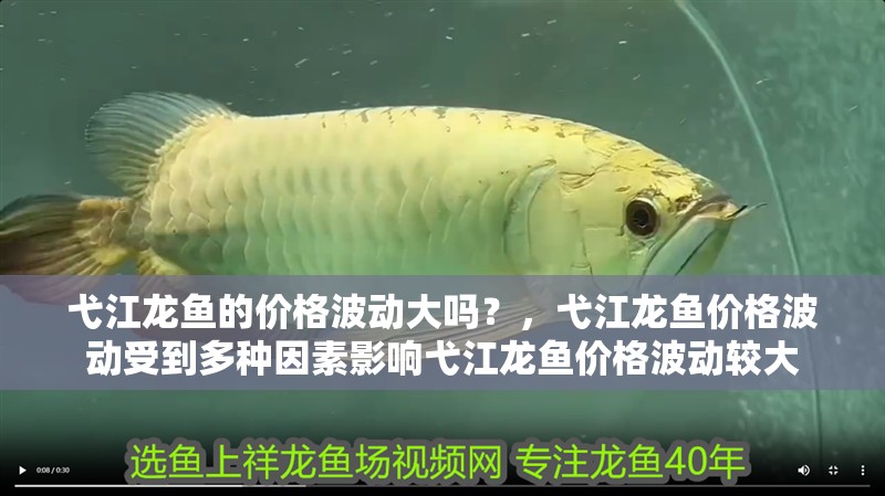 弋江龍魚的價格波動大嗎？，弋江龍魚價格波動受到多種因素影響弋江龍魚價格波動較大