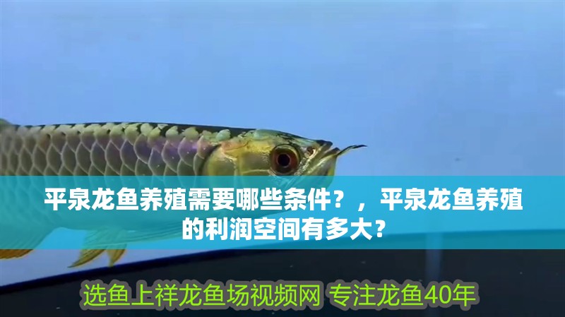 平泉龍魚養殖需要哪些條件？，平泉龍魚養殖的利潤空間有多大？