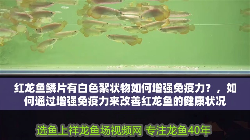 紅龍魚鱗片有白色絮狀物如何增強(qiáng)免疫力？，如何通過增強(qiáng)免疫力來改善紅龍魚的健康狀況