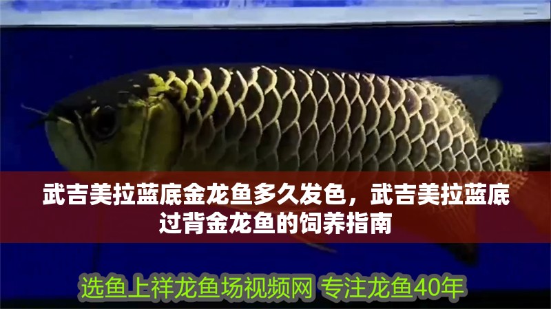 武吉美拉藍底金龍魚多久發色，武吉美拉藍底過背金龍魚的飼養指南