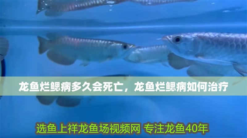 龍魚爛鰓病多久會死亡，龍魚爛鰓病如何治療
